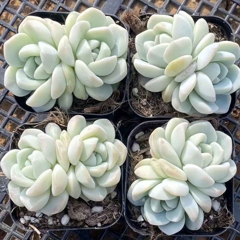 Succulent Plant Combination