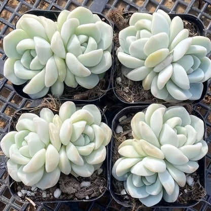 Succulent Plant Combination