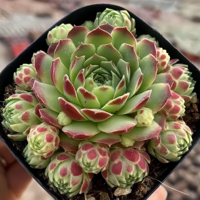 Succulent Plant Combination