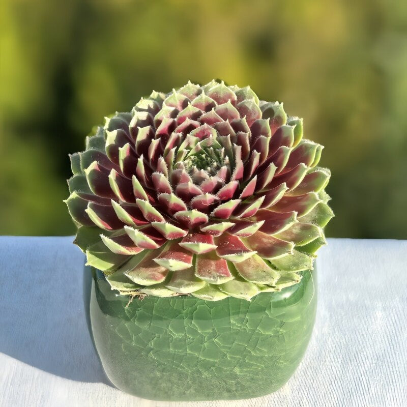 Succulent Plant Combination