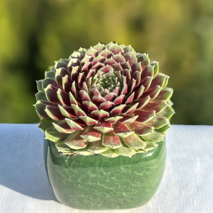 Succulent Plant Combination