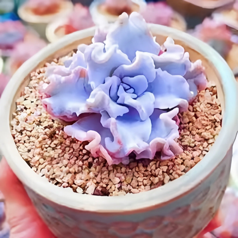 Succulent Plant Combination