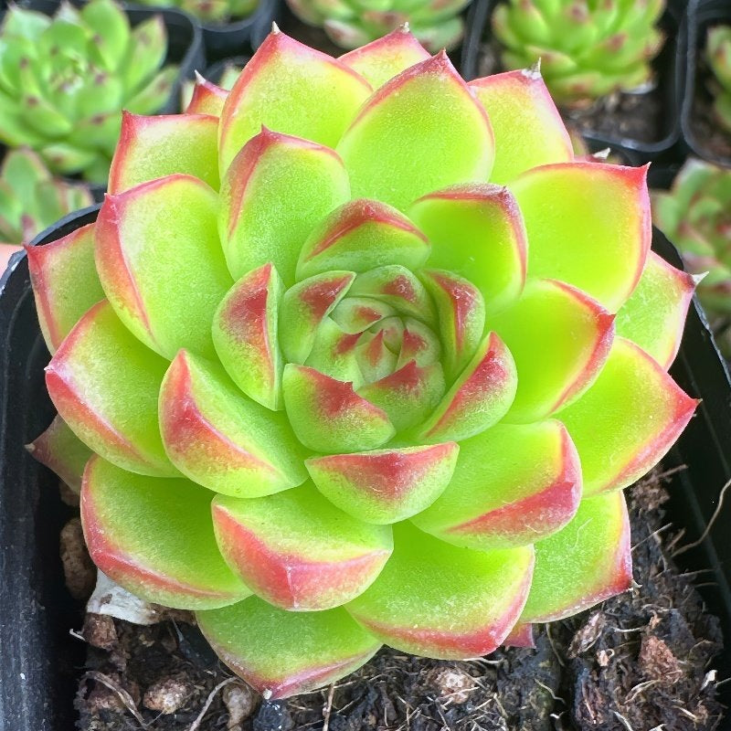 Succulent Plant Combination