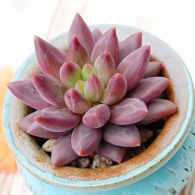 Succulent Plant Combination