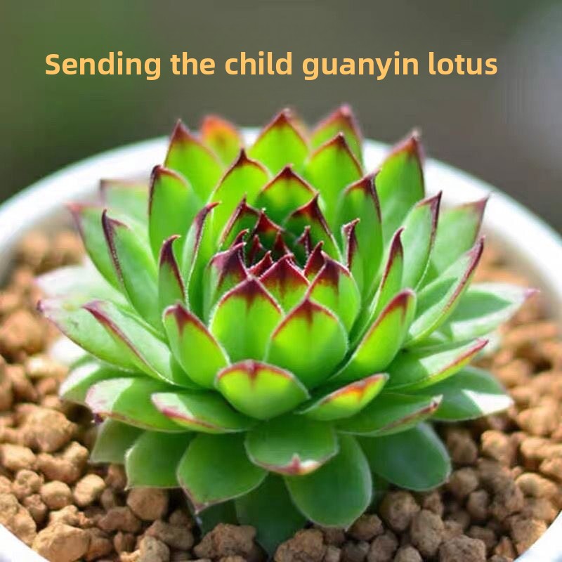 Succulent Plant Combination
