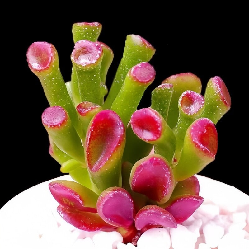 Succulent Plant Combination