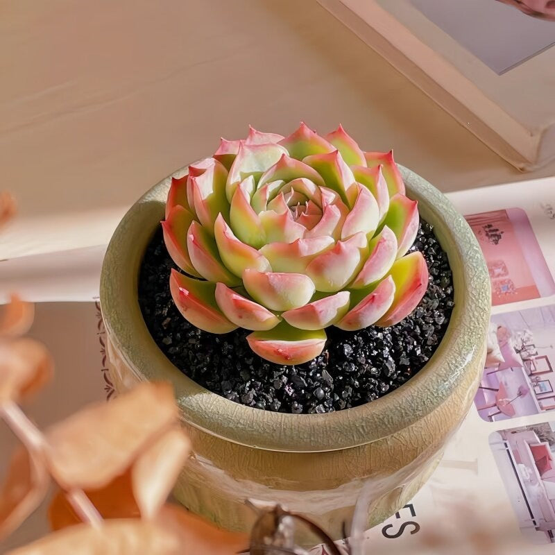 Succulent Plant Combination