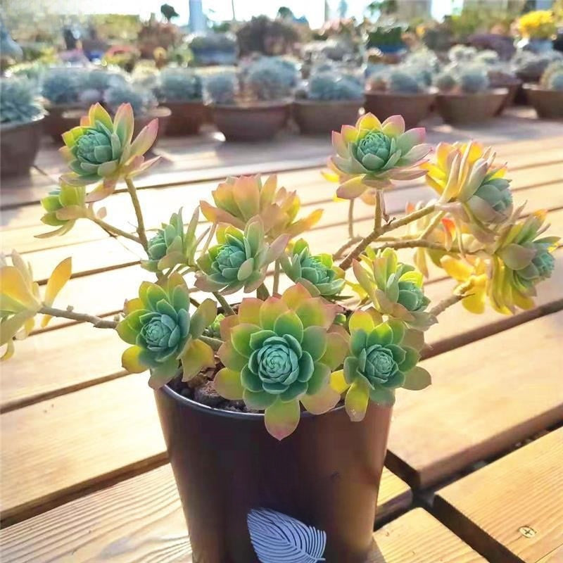 Succulent Plant Multi Head Cluster Potted Green Indoor