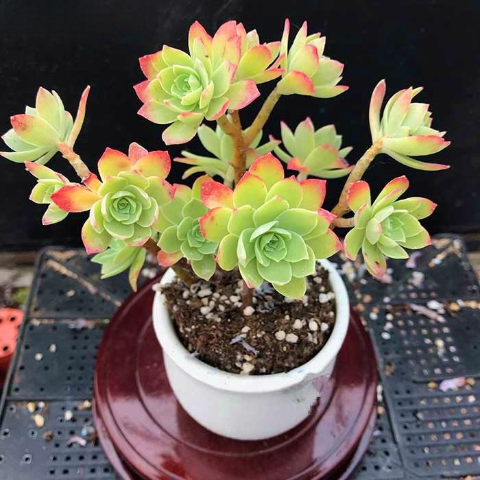 Succulent Plant Multi Head Cluster Potted Green Indoor