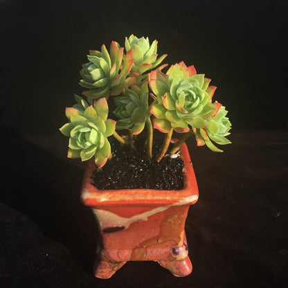Succulent Plant Multi Head Cluster Potted Green Indoor