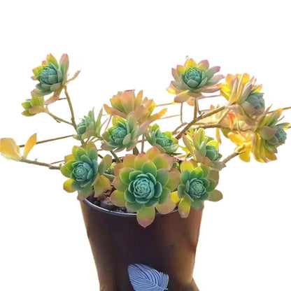 Succulent Plant Multi Head Cluster Potted Green Indoor