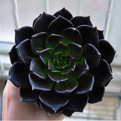 Black Prince 8-10cm X1pcs