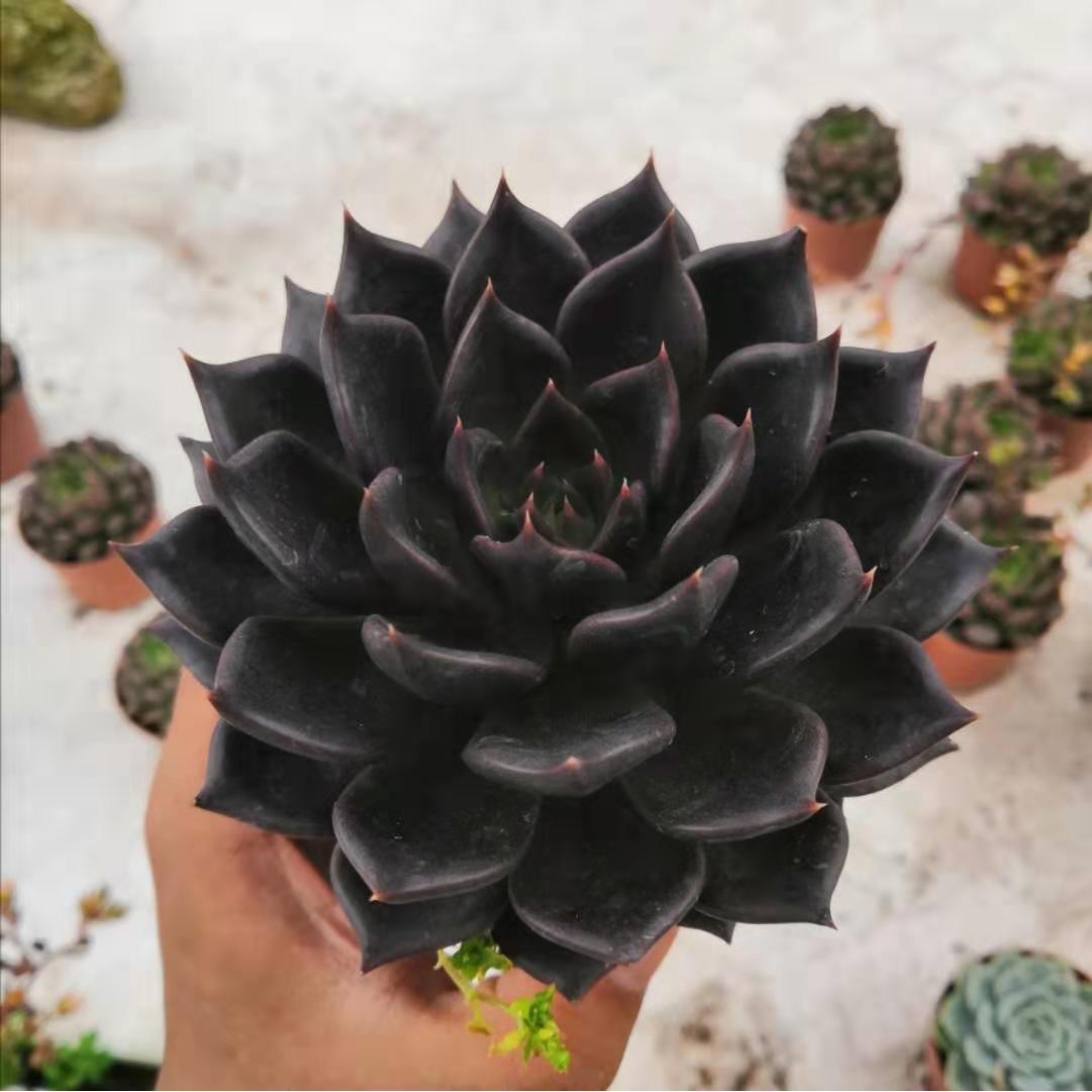 succulent plant ornament