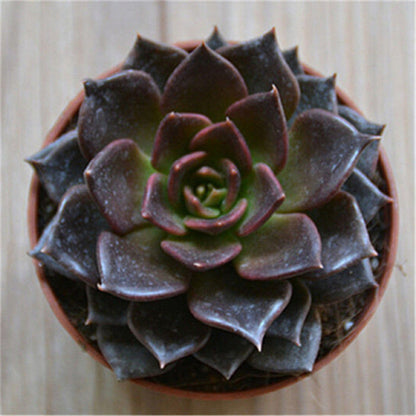 succulent plant ornament