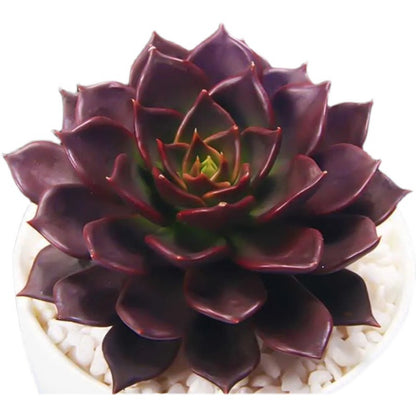 succulent plant ornament