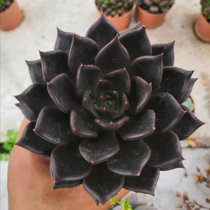 succulent plant ornament