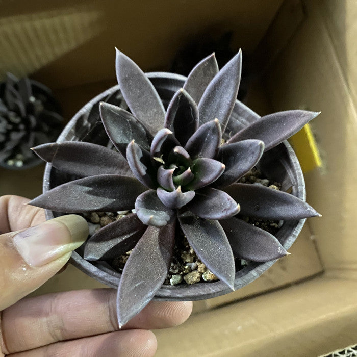succulent plant ornament