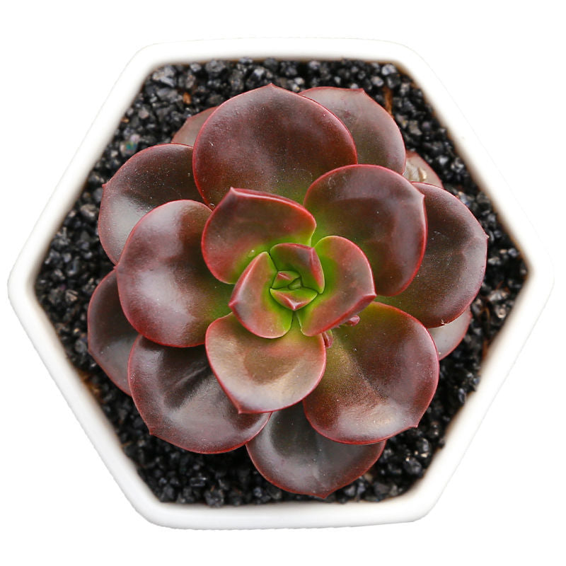 succulent plant ornament