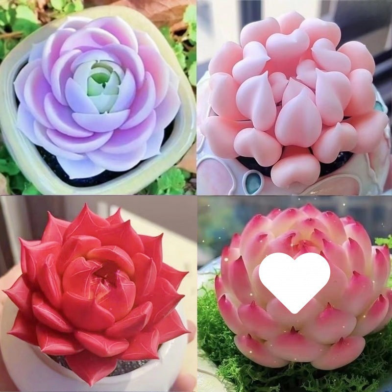 Succulent Plant Potted Combination with Red Dragonfly Design