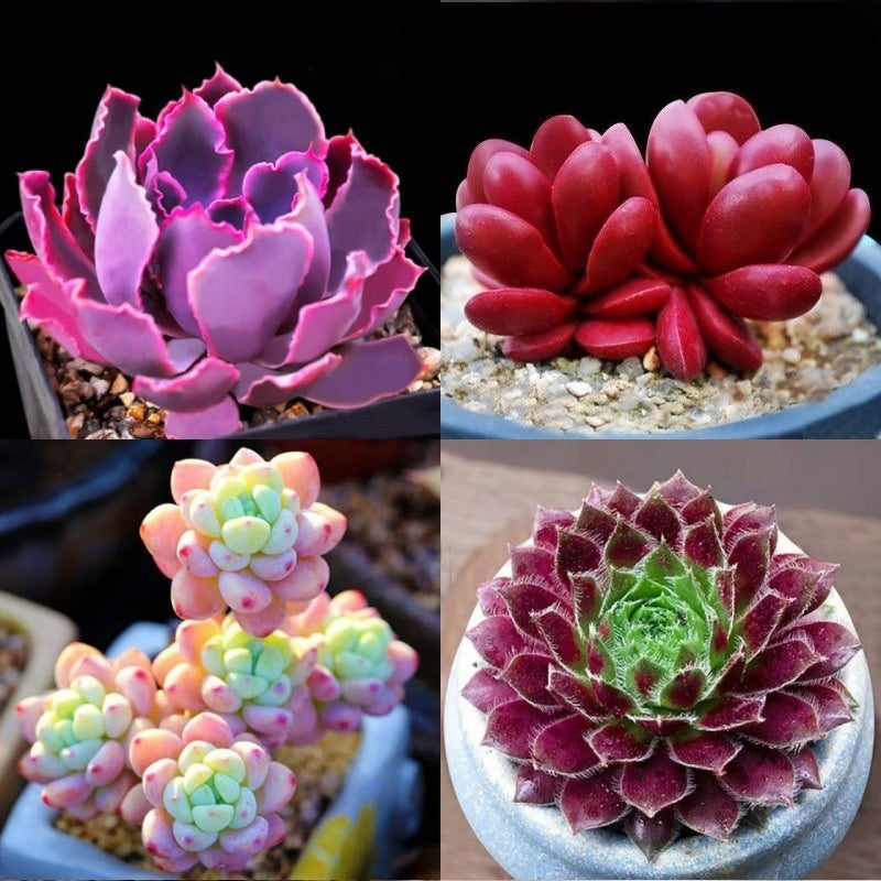 Succulent Plant Potted Combination with Red Dragonfly Design