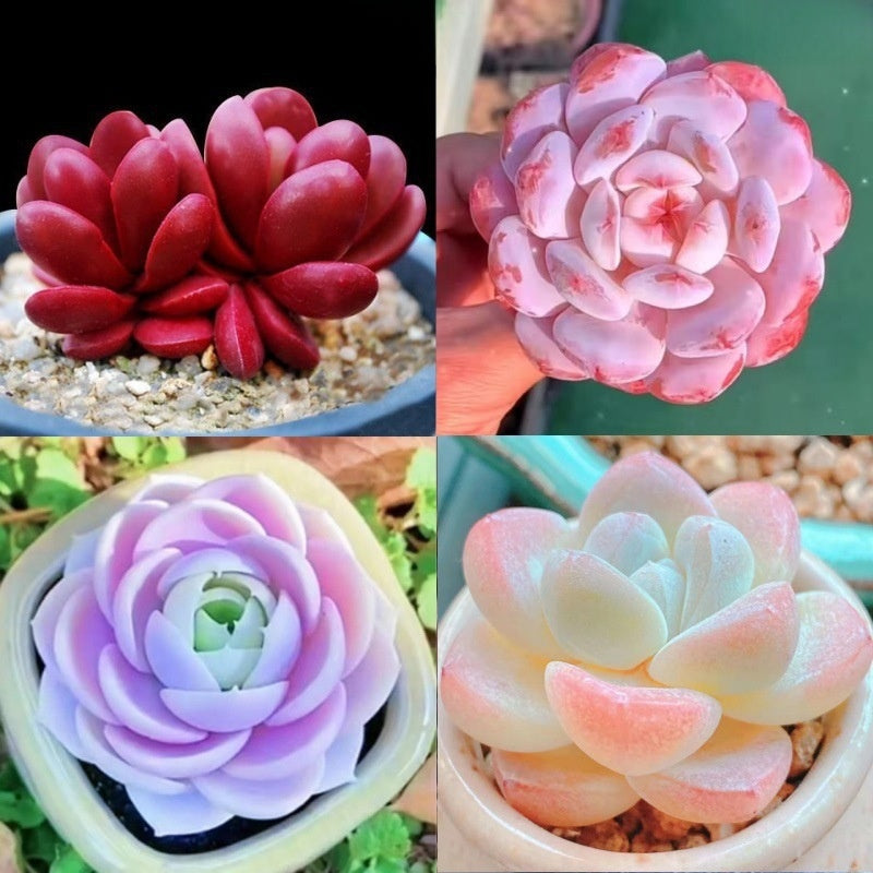 Succulent Plant Potted Combination with Red Dragonfly Design