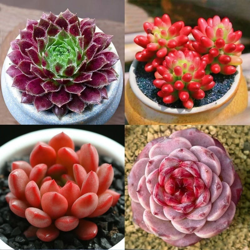 Succulent Plant Potted Combination with Red Dragonfly Design