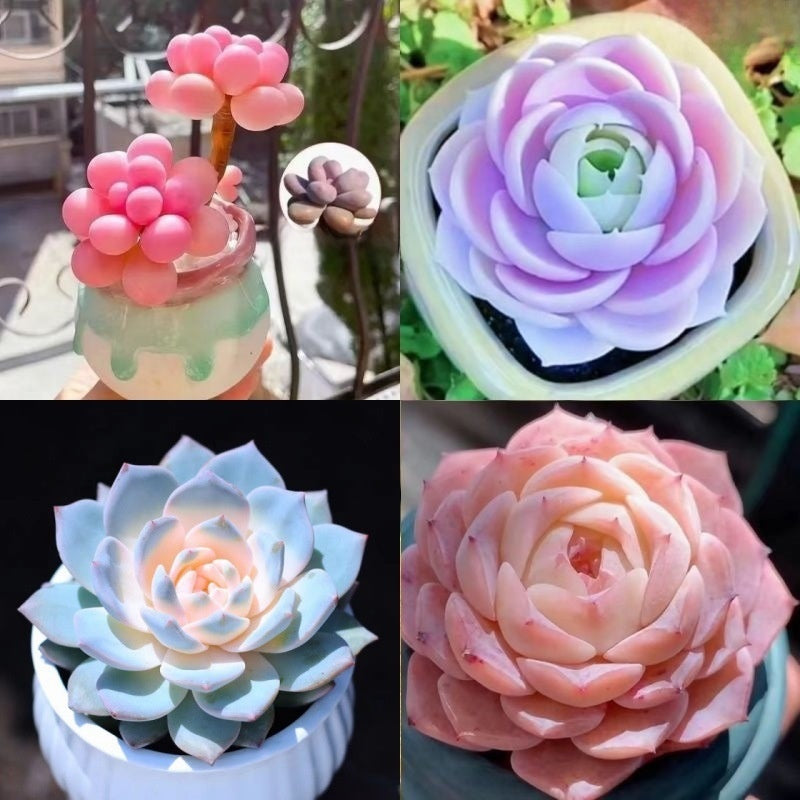 Succulent Plant Potted Combination with Red Dragonfly Design
