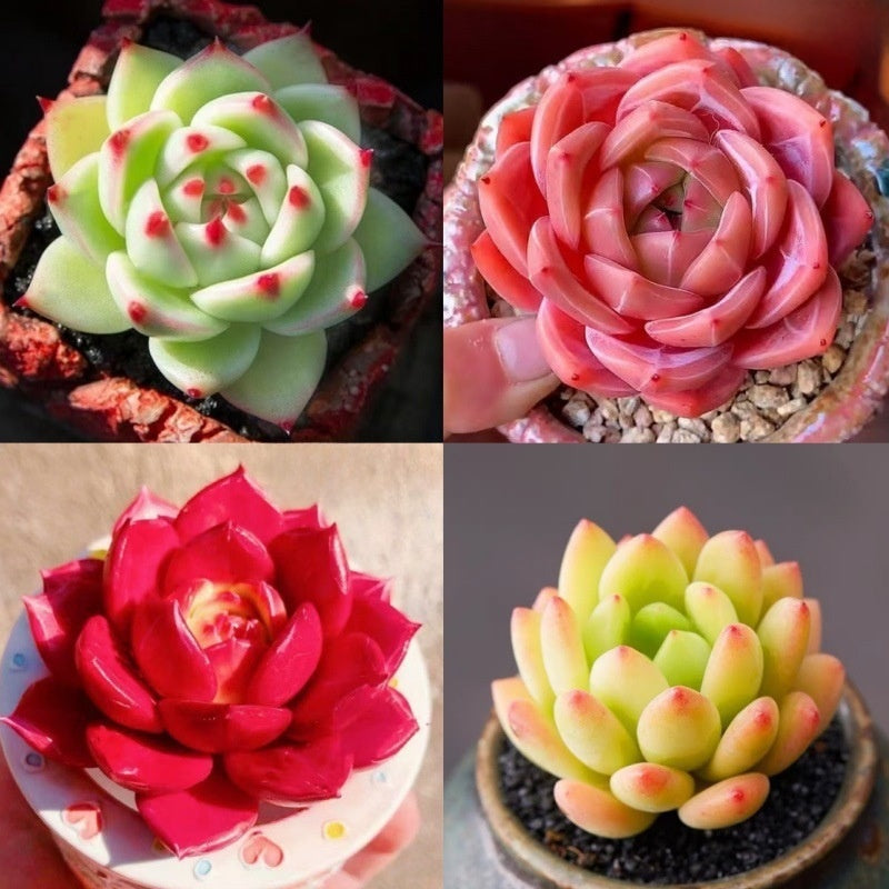 Succulent Plant Potted Combination with Red Dragonfly Design
