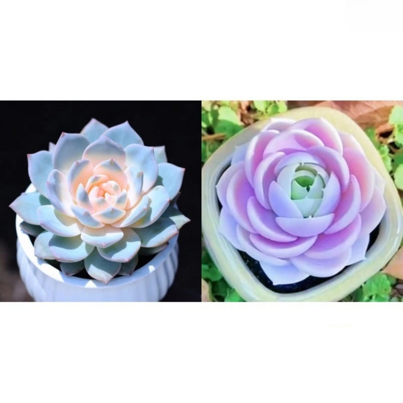 Succulent Plant Potted Combination with Red Dragonfly Design