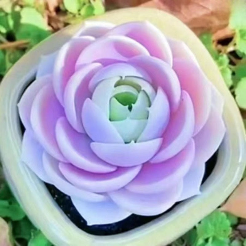 Succulent Plant Potted Combination with Red Dragonfly Design