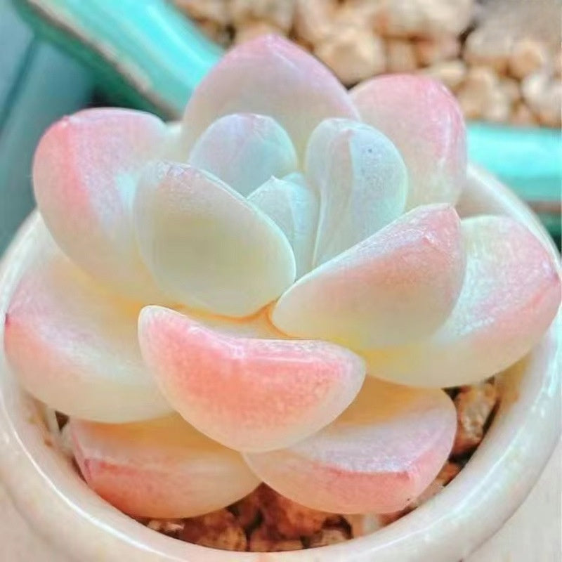 Succulent Plant Potted Combination with Red Dragonfly Design