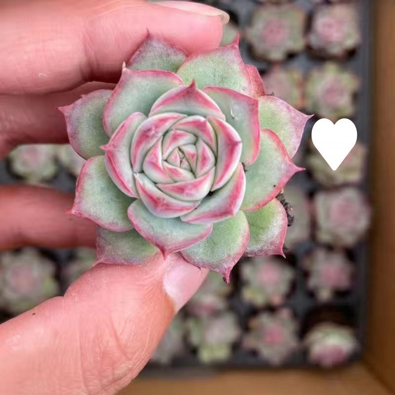 Succulent Plant Potted Combination with Red Dragonfly Design