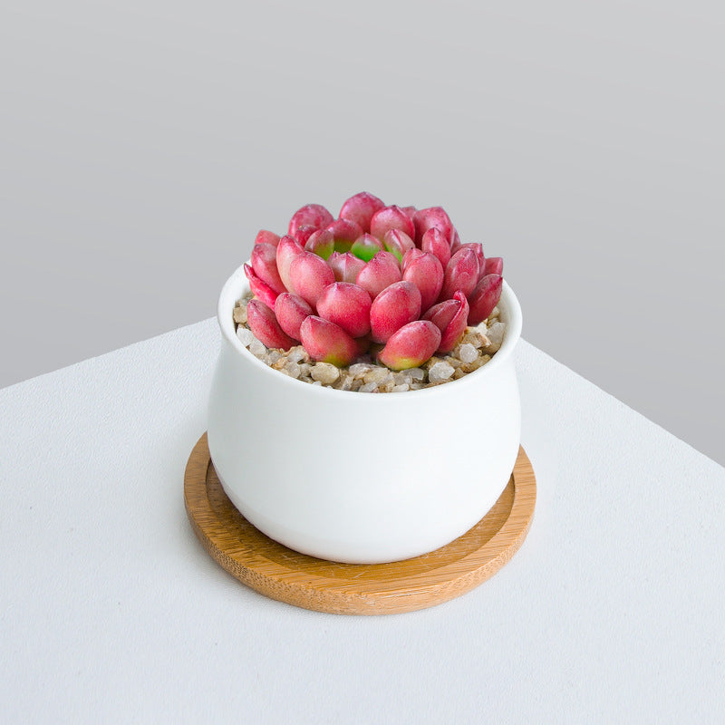 Succulent Plant Set with Pots
