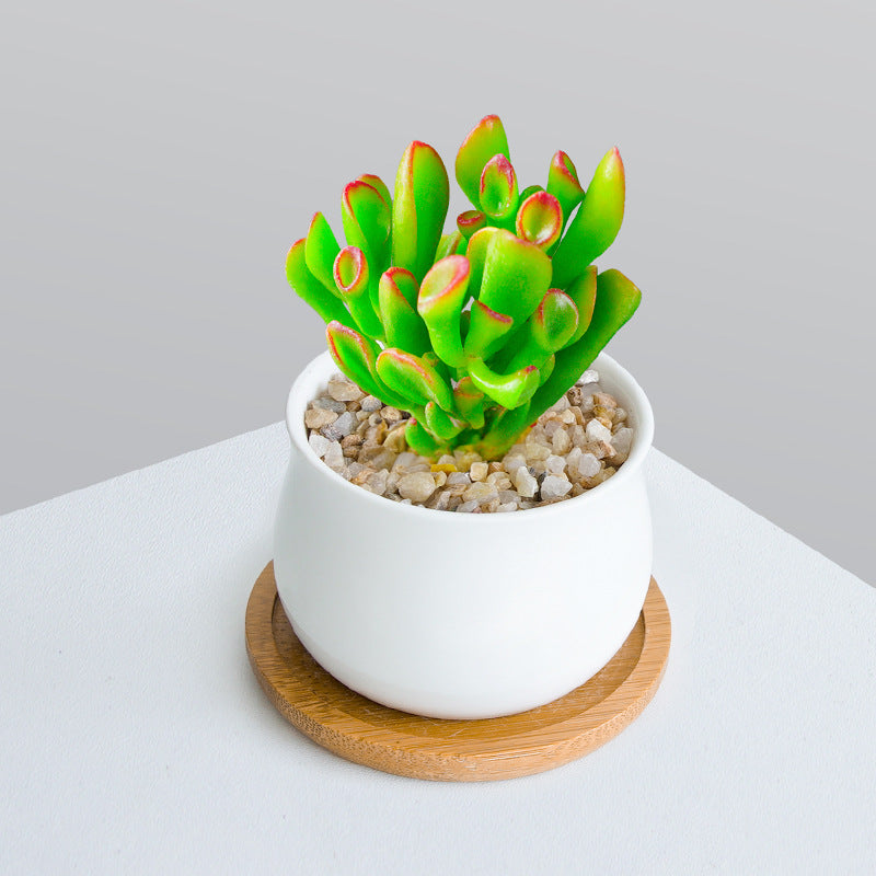 Succulent Plant Set with Pots