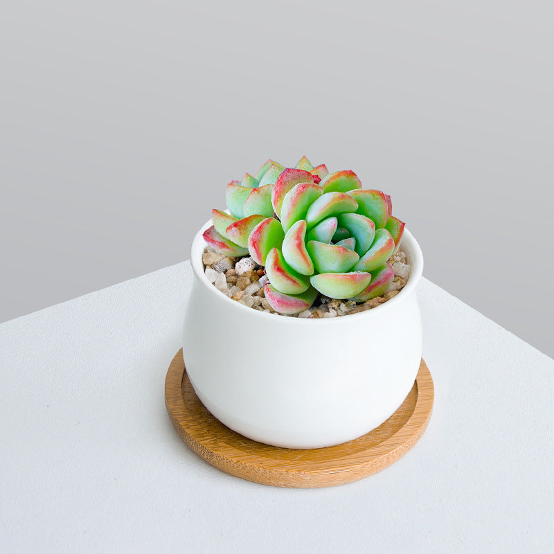 Succulent Plant Set with Pots