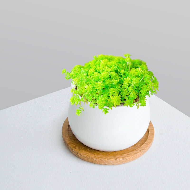 Succulent Plant Set with Pots