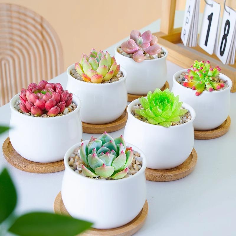 Succulent Plant Set with Pots
