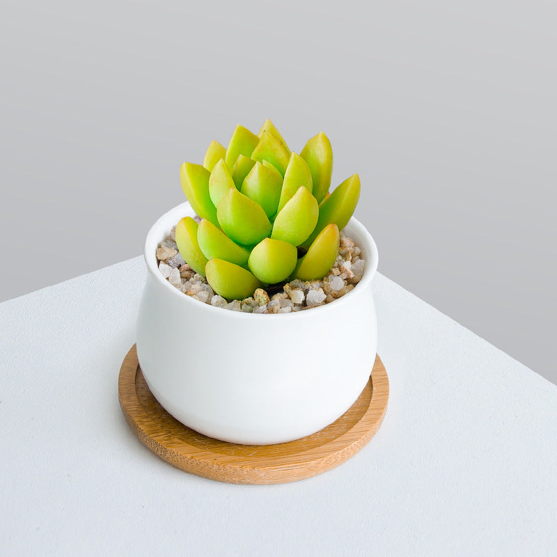Succulent Plant Set with Pots