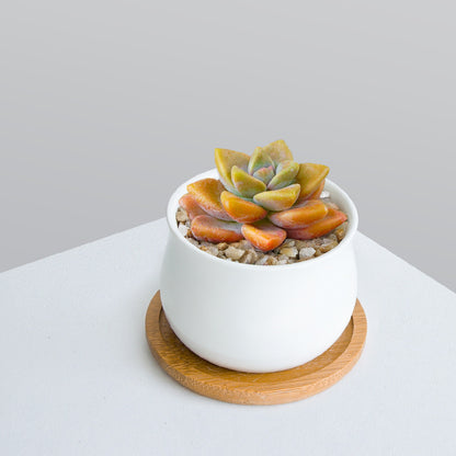 Succulent Plant Set with Pots