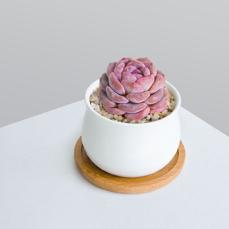 Succulent Plant Set with Pots