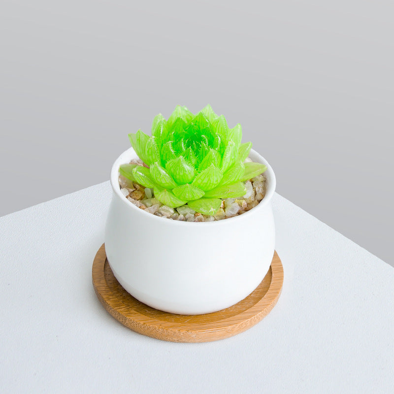 Succulent Plant Set with Pots