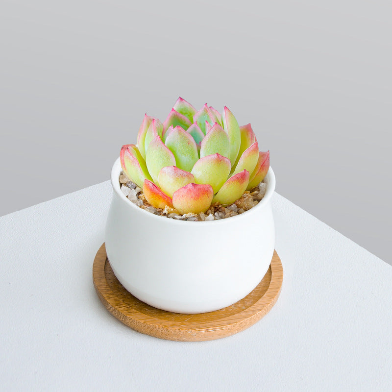 Succulent Plant Set with Pots