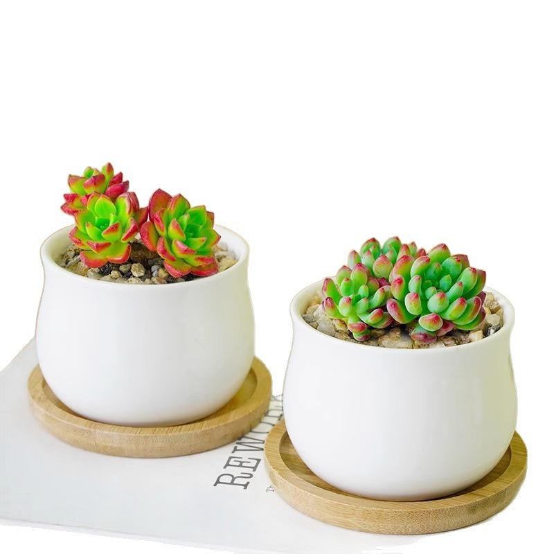 Succulent Plant Set with Pots