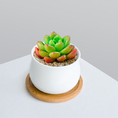 Succulent Plant Set with Pots