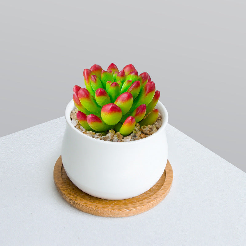 Succulent Plant Set with Pots