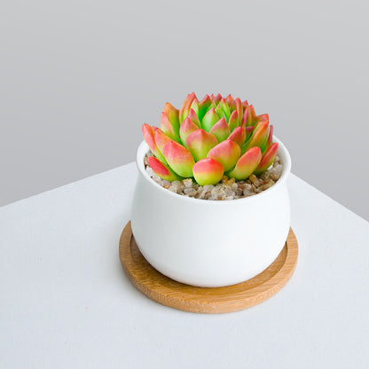 Succulent Plant Set with Pots
