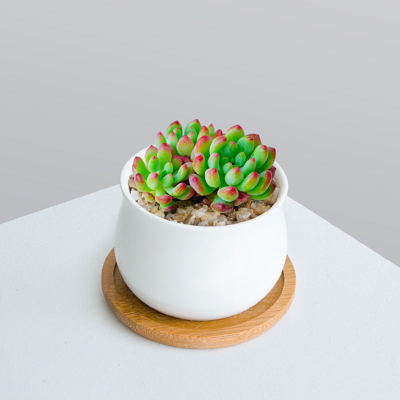 Succulent Plant Set with Pots