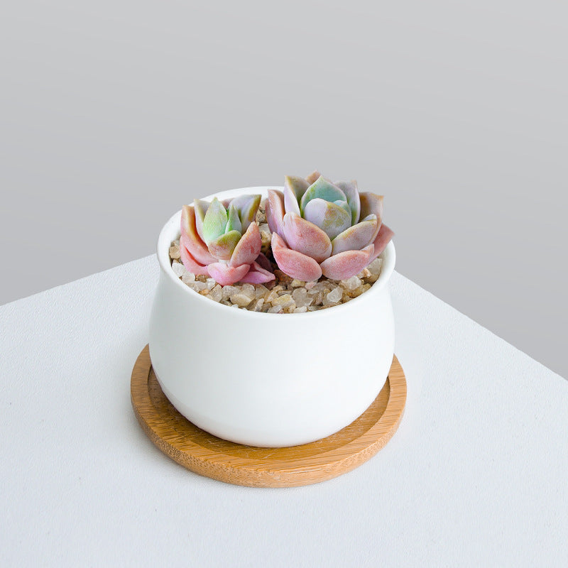Succulent Plant Set with Pots