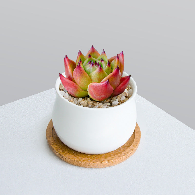 Succulent Plant Set with Pots