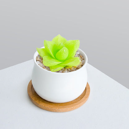 Succulent Plant Set with Pots
